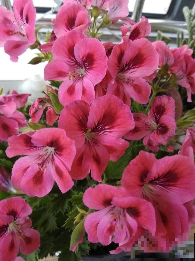 特能爆盆的花，揪个叶子插土里，1盆能让阳台变花园