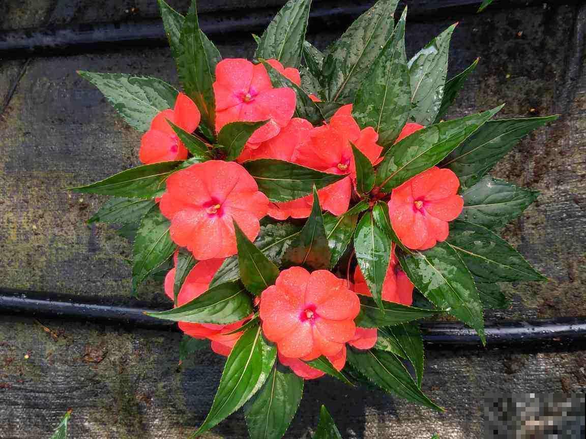 这2种花长在院子里的花，都是小时候的记忆，现在花盆里也能养