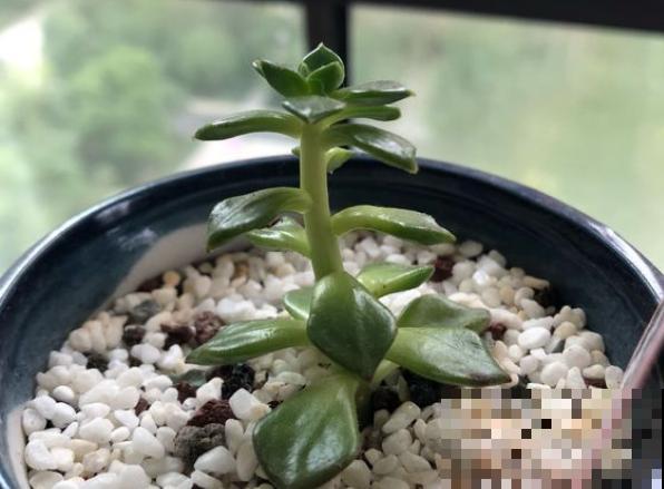 8种多肉最容易徒长，就要虐一虐，才能变好看！
