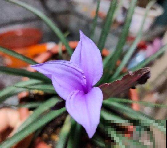 铁兰开花了，紫色花朵太新奇，老妈非说是塑料假花！