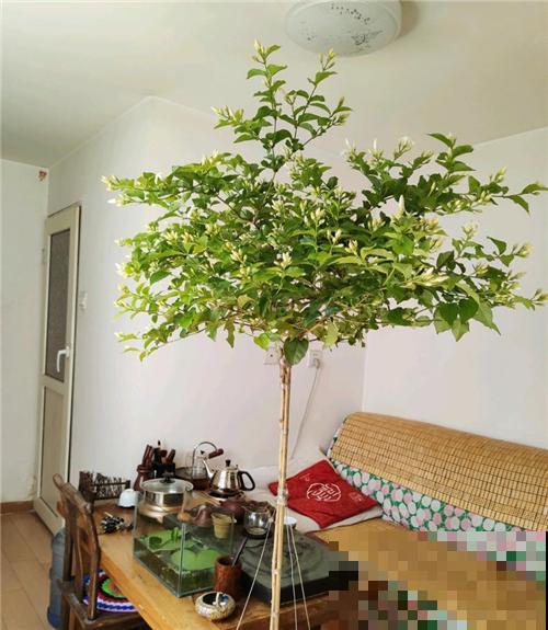 他家茉莉长了2米高，杆子粗壮笔直，开花像把伞！