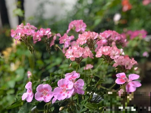 3月开始，8种花随便养，开花多长得快，新手也能养爆盆！