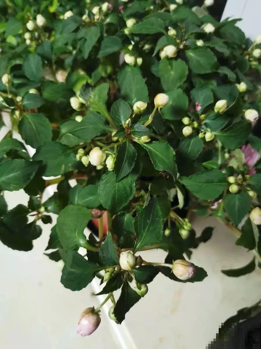 春天的开花机器，能开大半年，个个爆成大花球！