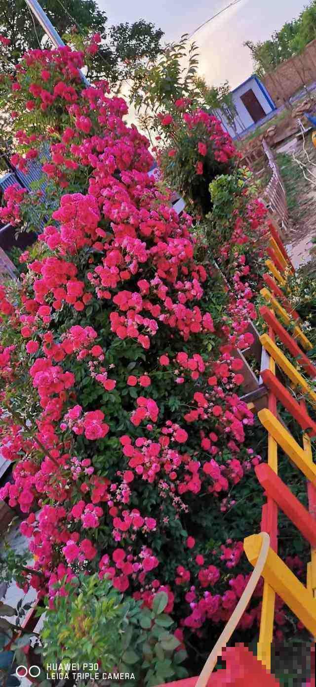 春天想要花海，就养这9种，盆盆都爆花