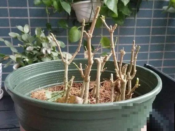 金枝玉叶不能长太高，越矮越值钱，一长高就砍！