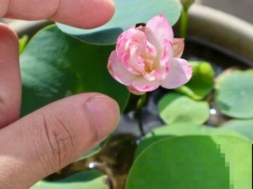 碗莲1个茶杯就能养，天热疯狂开花，香气飘满全家！