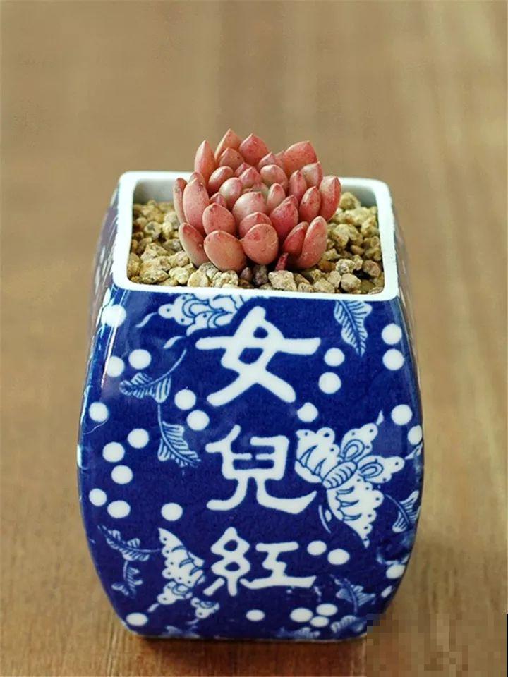 酒瓶子舍不得扔，做成花盆，美到你认不出来！