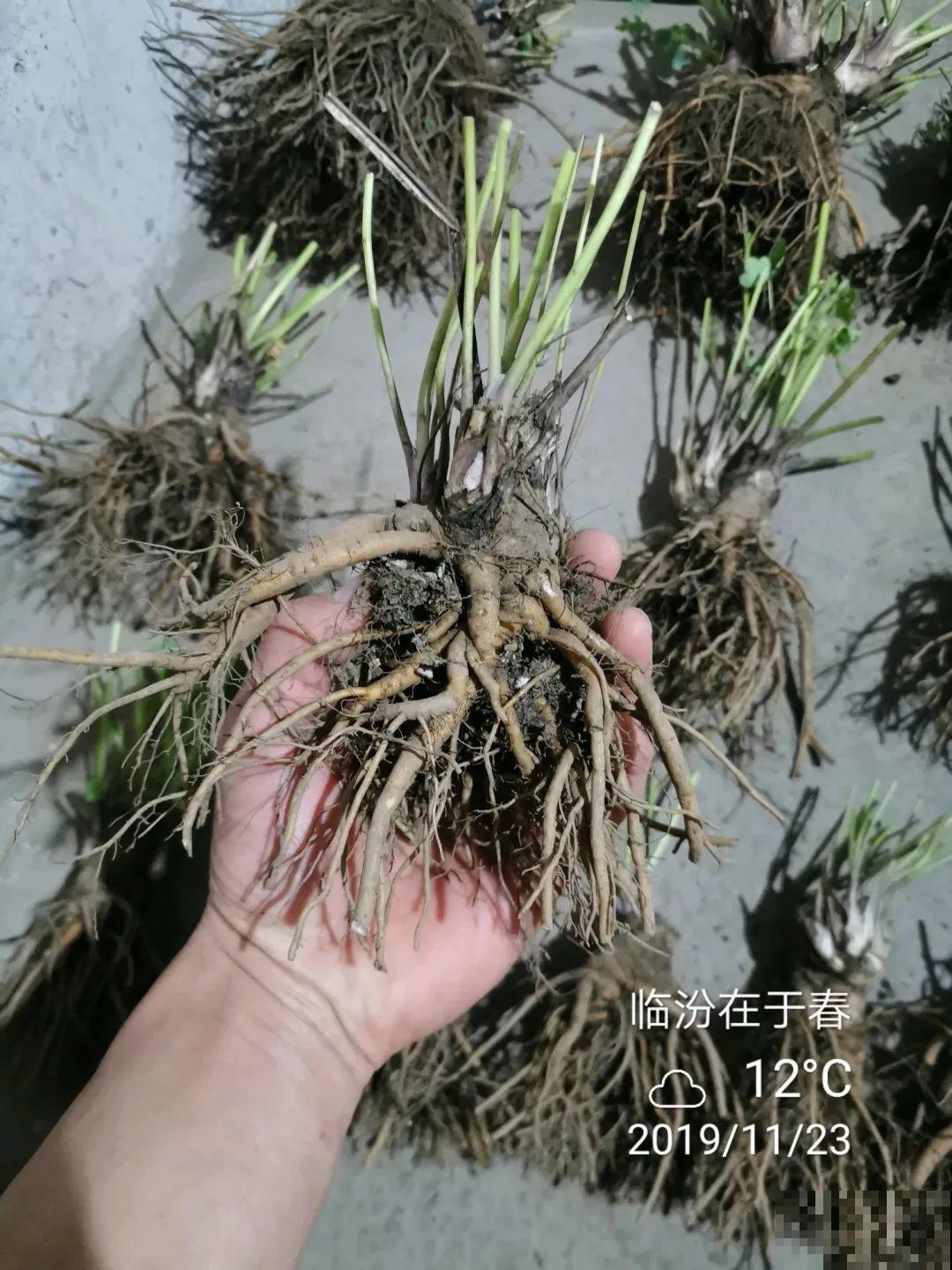 这花名字土掉渣，开花却特美，花期长达3个月！