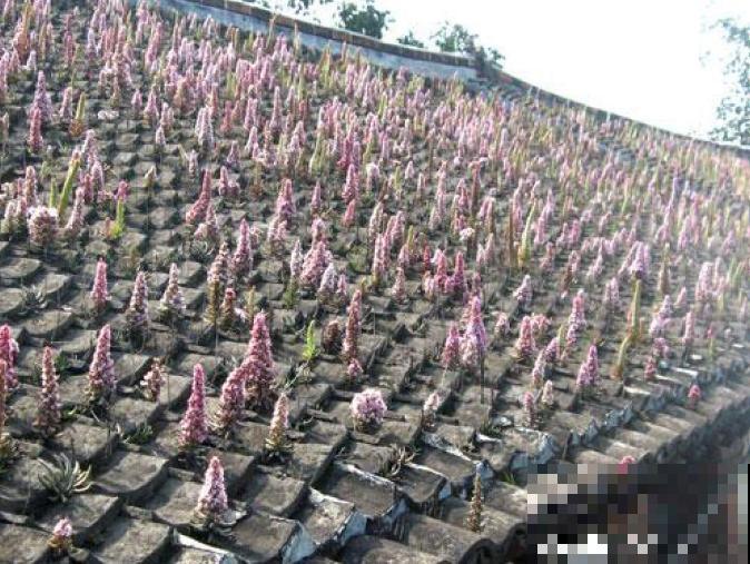 农村没人要的多肉，长得满屋顶都是，下雨后泛滥了一大片！