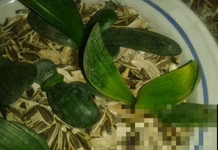 在家闲着没事磕了一堆瓜子皮，不要扔，养花正是好材料！
