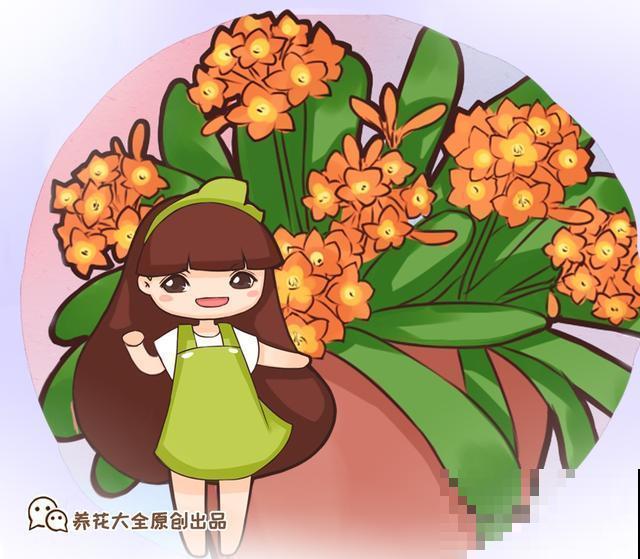 养花人跟不养花的人有什么区别？看这几点就知道！