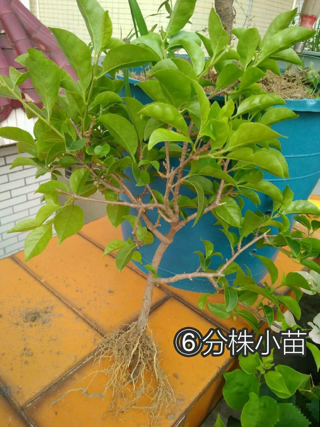 三角梅、月季用最简单的扦插法，塑料瓶套上就生根，懒人也会做！