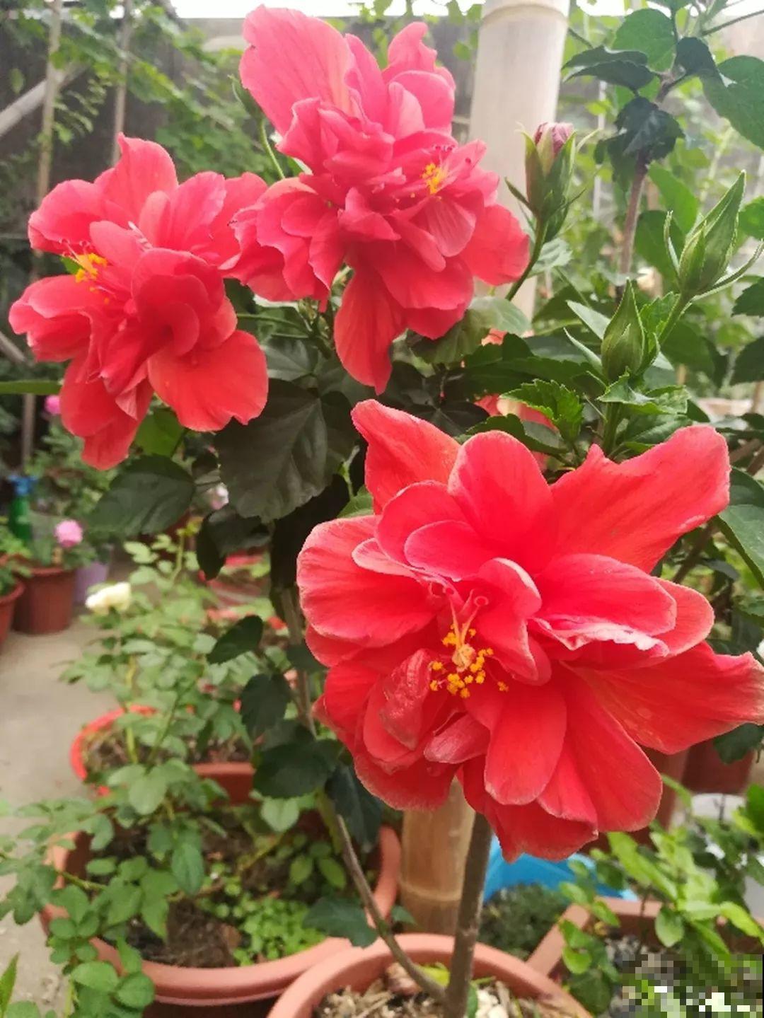 最长寿的9种花，一年四季都在开，剪了之后还能接着开！