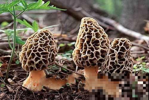野外看见树下长了一片“羊肚”？近看恍然大悟，原来是它！