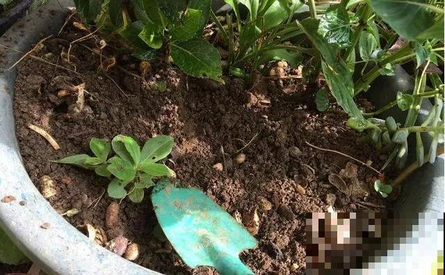 盆里出现这东西，赶紧换新土，不然花儿养不久！