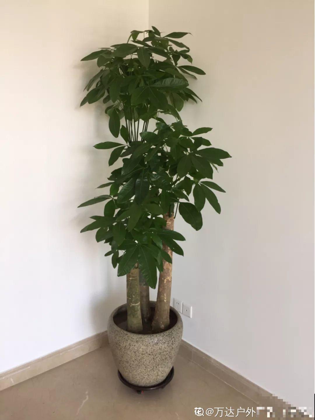 这花冬天最难养，砍1刀不浇水，反而越来越疯长！