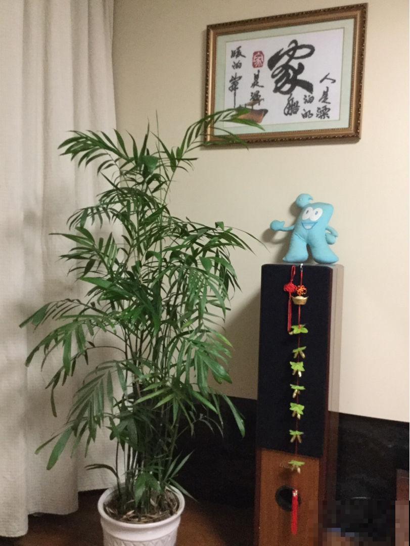 古代人都爱养的“4种花”，特上档次，家里养一盆，富贵满堂