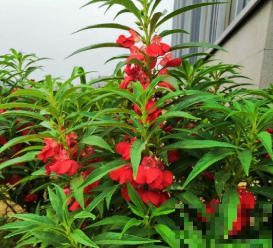 小时候经常玩的4种花，农村遍地都是，名字土开花却很美！
