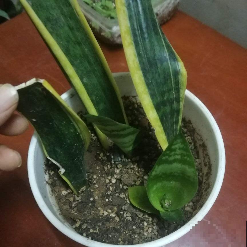 这花太好活，撸把叶子撒土里，3天生根，7天长芽