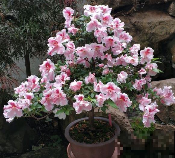 养花不能用大盆，这5种花挤在小盆里，才能长成精品！