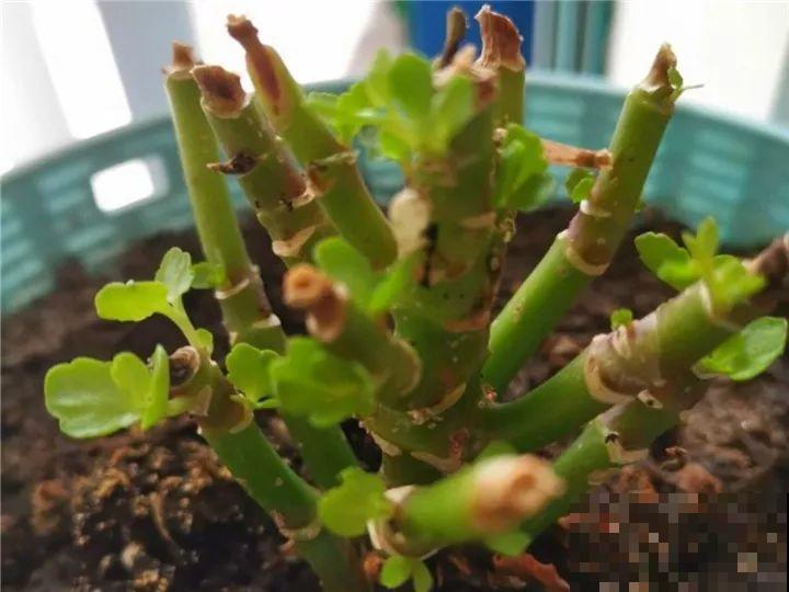 长寿开花不过瘾，学会1招，花苞多的能盖叶！