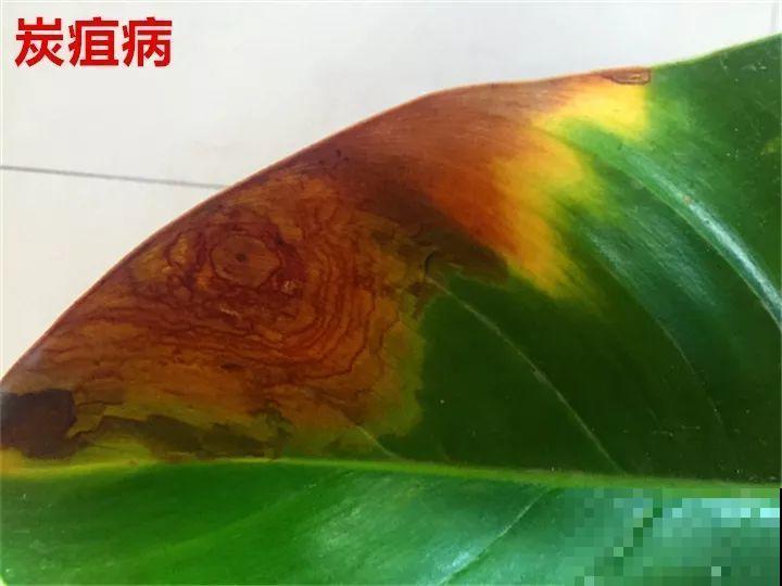 花变成这样，立马剪撒点粉，否则撑不过7天！