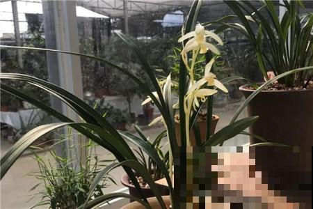 兰花僵苗怎么办？换盆换土，根肥叶亮长得快！