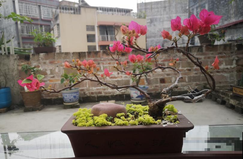 盆景修剪3大原则，收藏起来，你也能变大神！