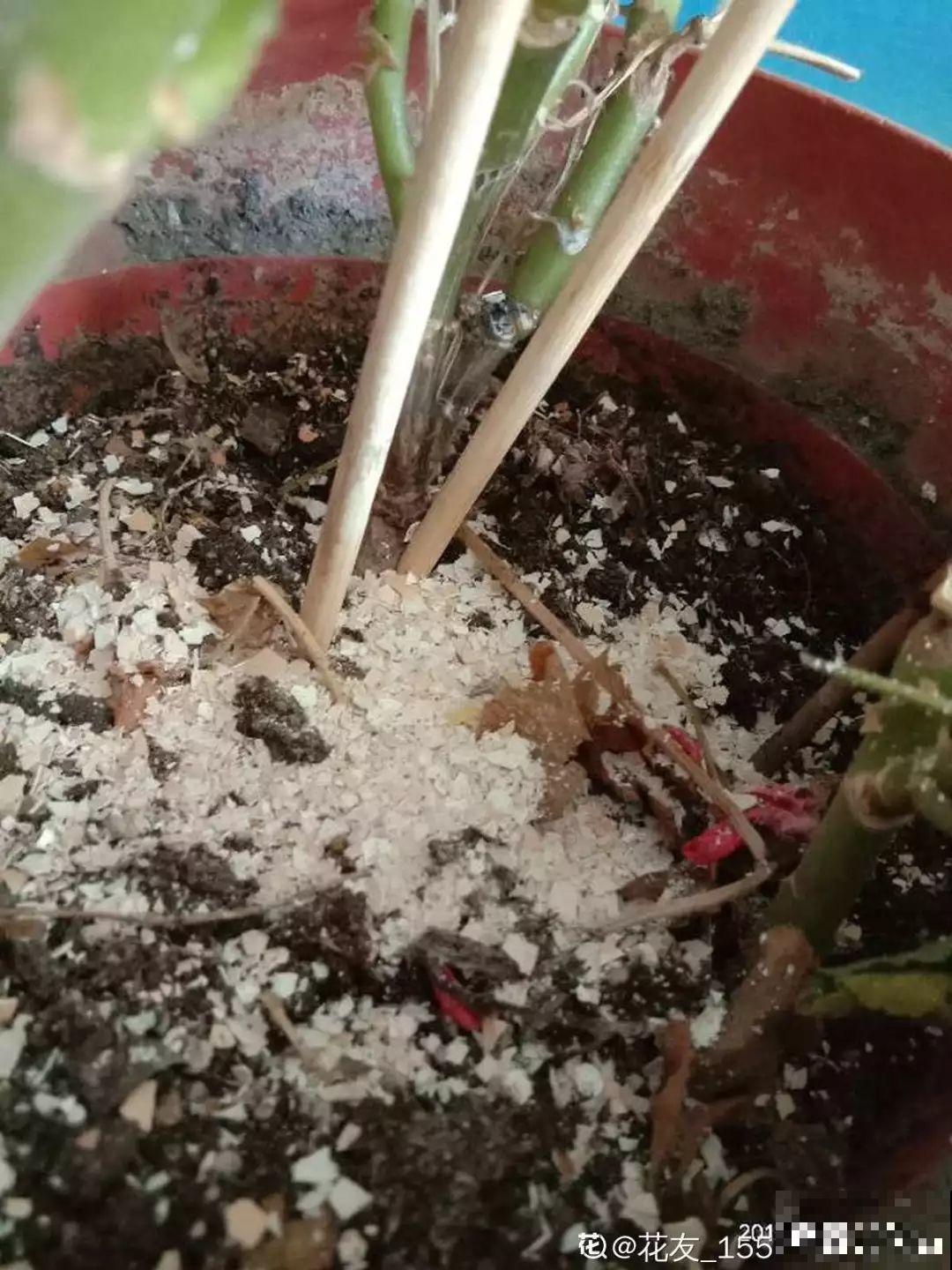 鸡蛋壳这么用，啥效果也没有，反而招了满盆小虫子！