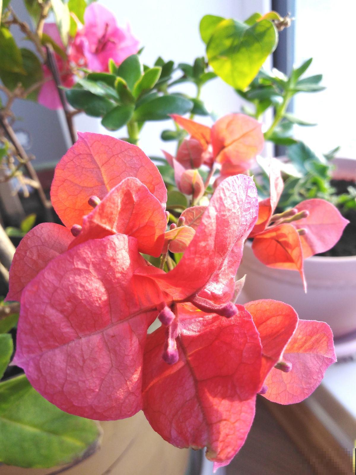 家里养这12种花，每个月开一盆，一整年都有花看