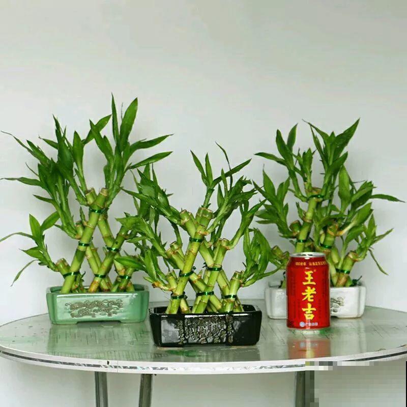 3棵茶花绑一绑，1年变成大老桩，懒人也能养成！
