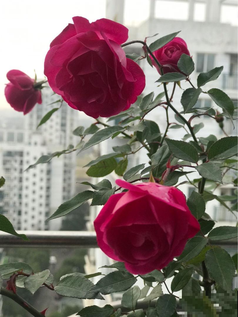 4个方法，花儿不受冻，零下4℃冻不死