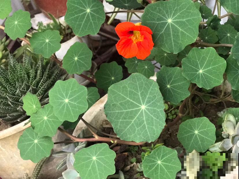 4种花，长得还真是像，新手不好分辨