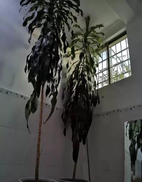 这花长到4米高，顶破屋顶太愁人，砍1刀冒出一圈芽！
