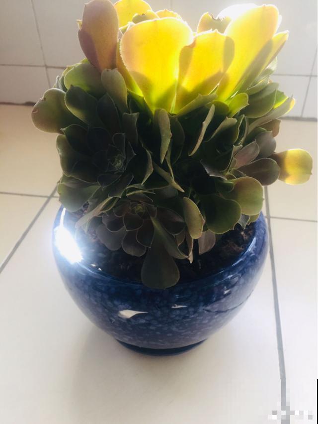 一次疫情，荒芜不了整个春天，阴霾会过去，鲜花也会盛开！