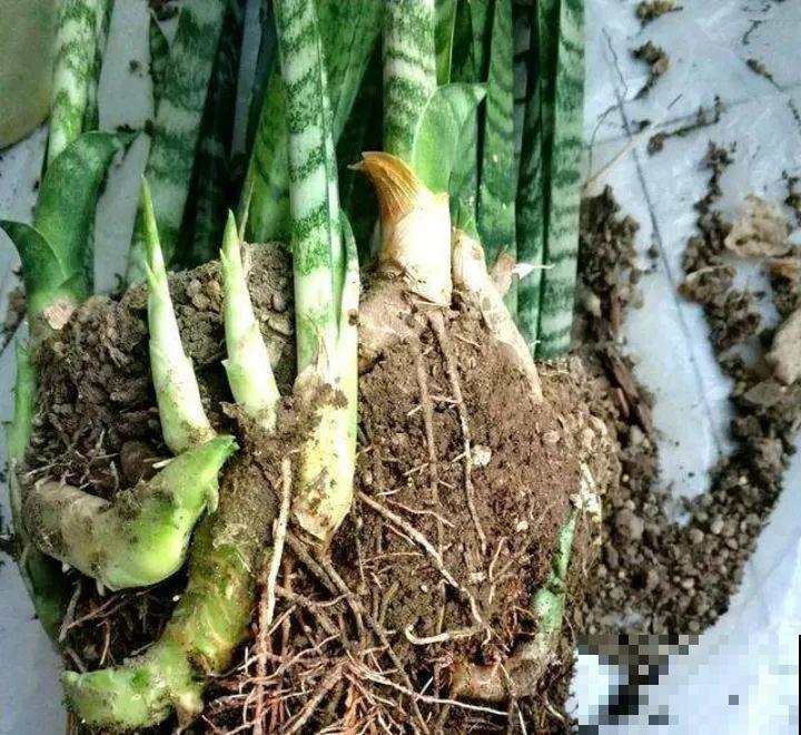 给这花换盆，土里扒出30个崽，根本不用扦插！