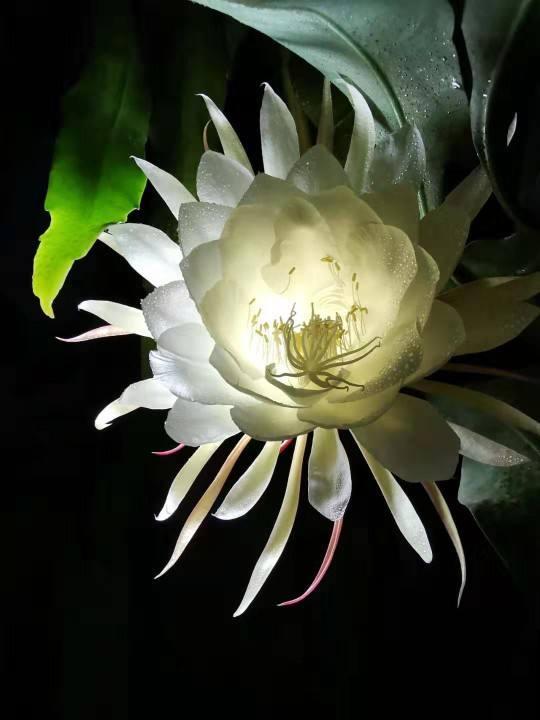 这花晚上才会开，谁见了都感叹：太漂亮了！