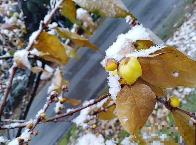 这花真耐冻，下雪照样开，现在正是花期