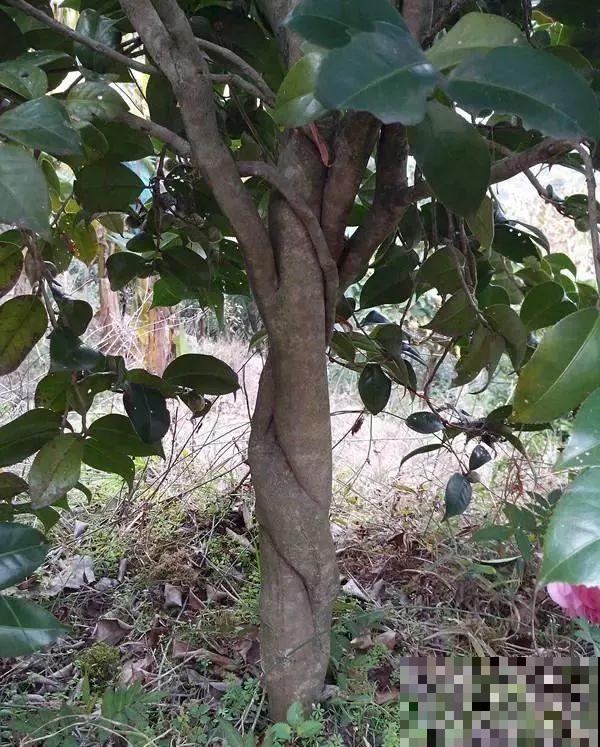 3棵茶花绑一绑，1年变成大老桩，懒人也能养成！