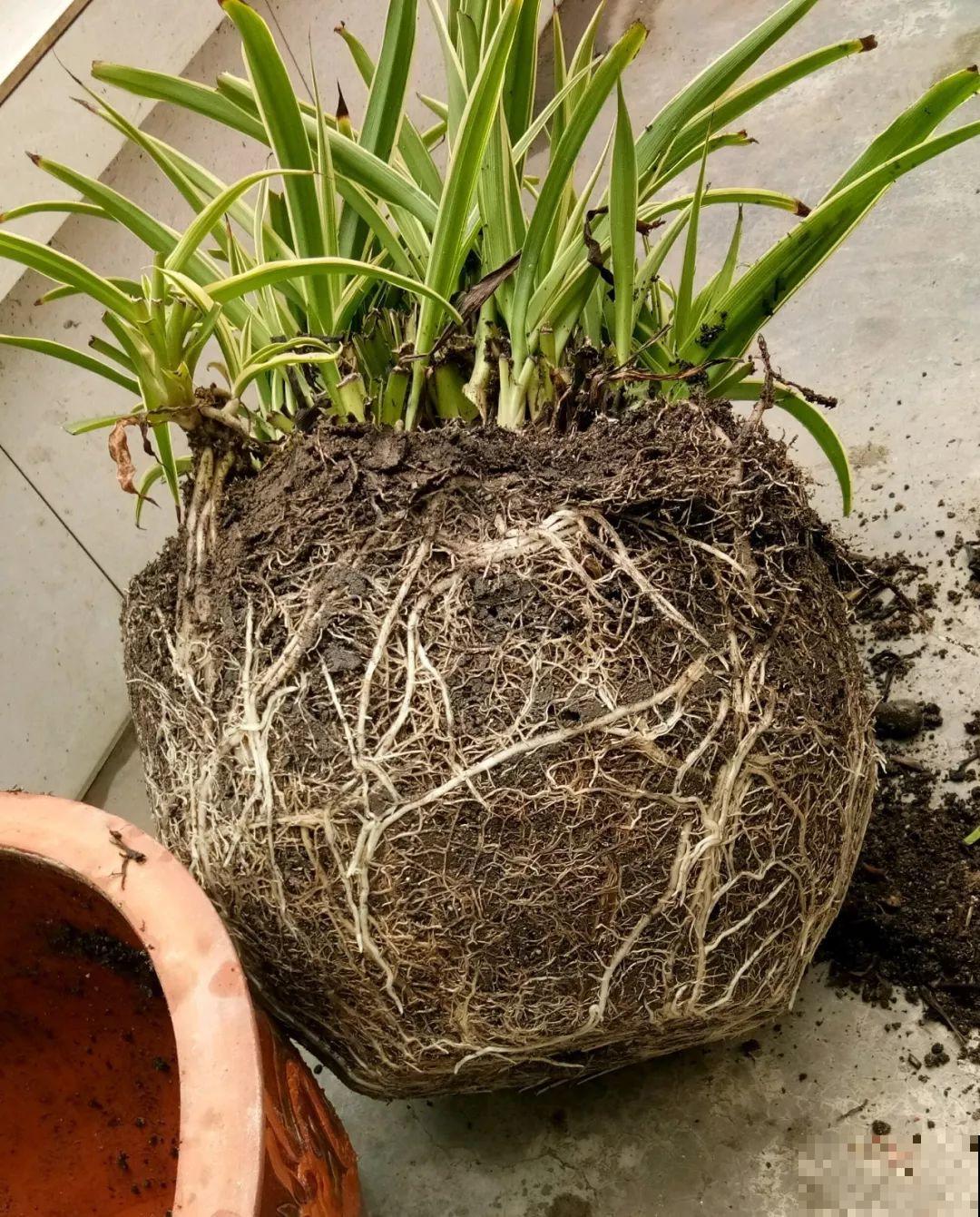 这3种粗根花，根壮得像萝卜，趁着春天赶紧换盆！