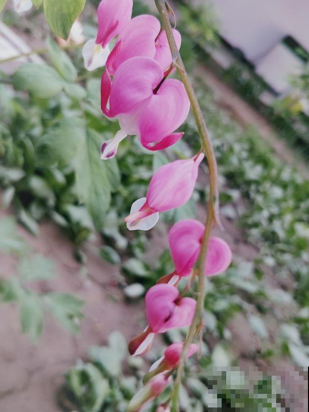 开花像“小荷包”的花，叶子却像牡丹，特吸引人