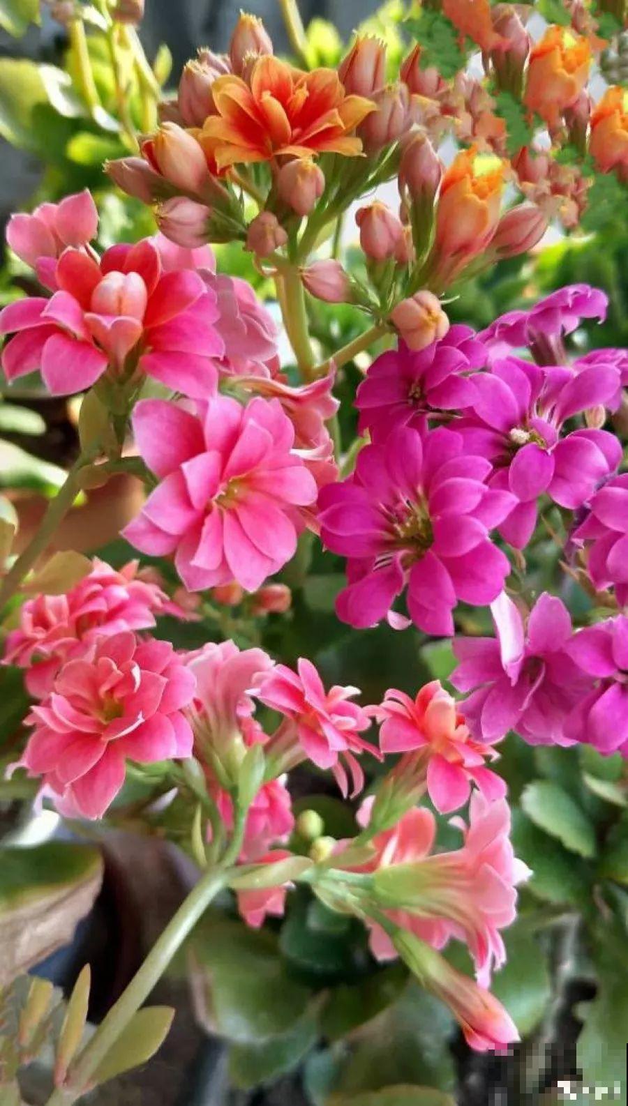 这3种肥料，月季盆里加一点，蹭蹭冒芽还不招虫！
