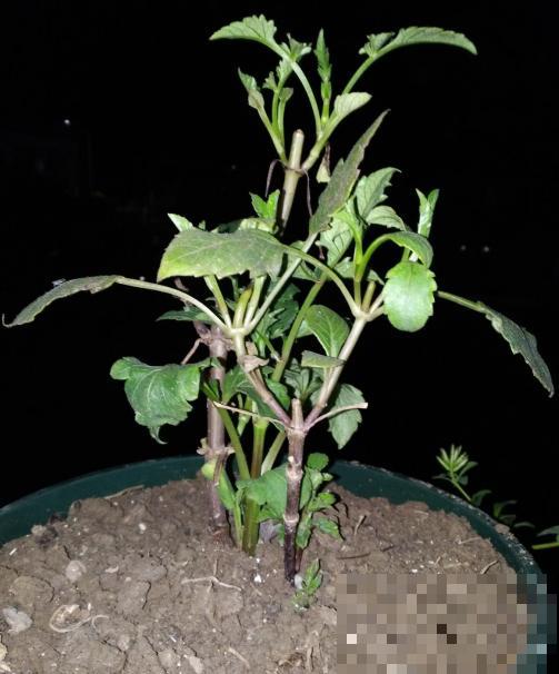春天想赏灿烂花海，这花非种不可，几粒种子就开满家！