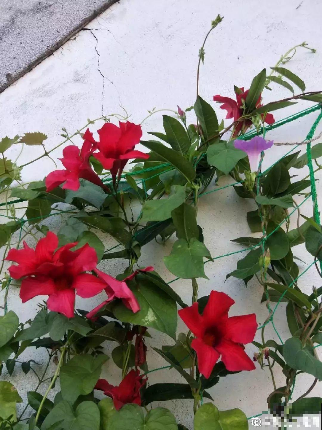 20种爬藤花，早春种一棵，能开满整个花架！