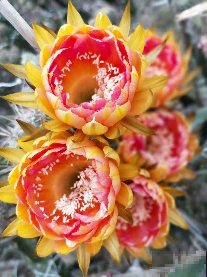 这花邻居养了三年都没开，放那没管竟开花，原来问题出在这