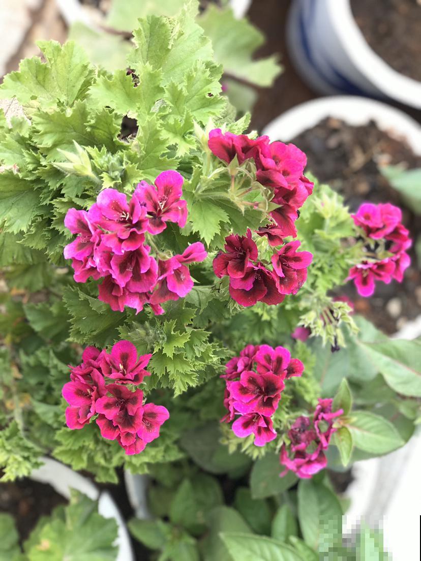 特能爆盆的花，揪个叶子插土里，1盆能让阳台变花园