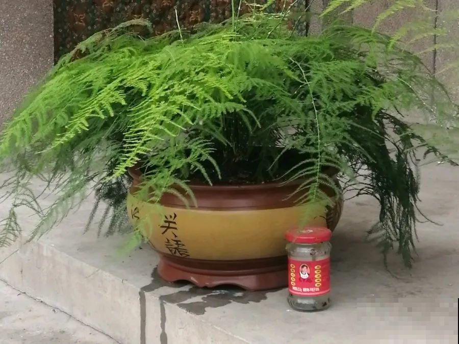 金枝玉叶不能长太高，越矮越值钱，一长高就砍！