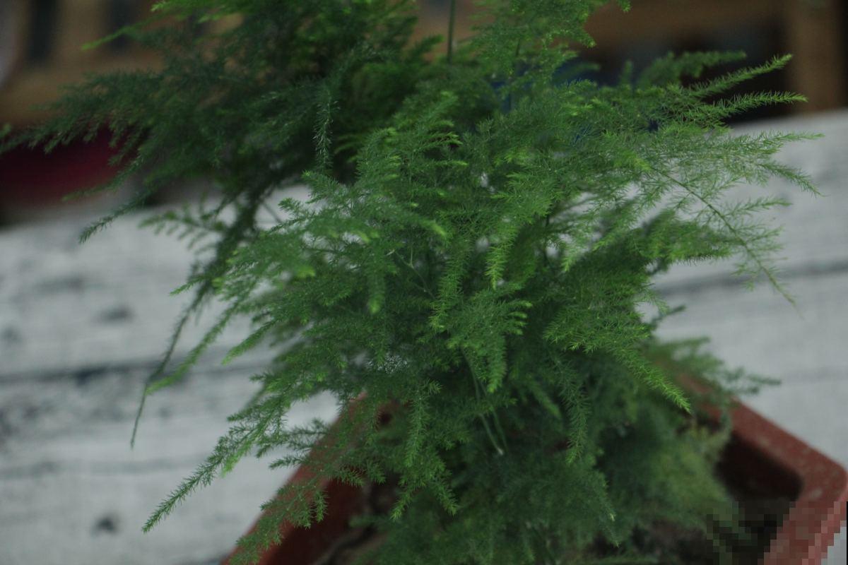 这花堪比净化器，半月不浇水也没事，越养家里越干净！