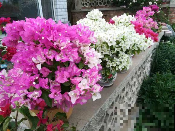 1棵长寿花，冒出124个花箭，开花开成大锅盖，咋养的？