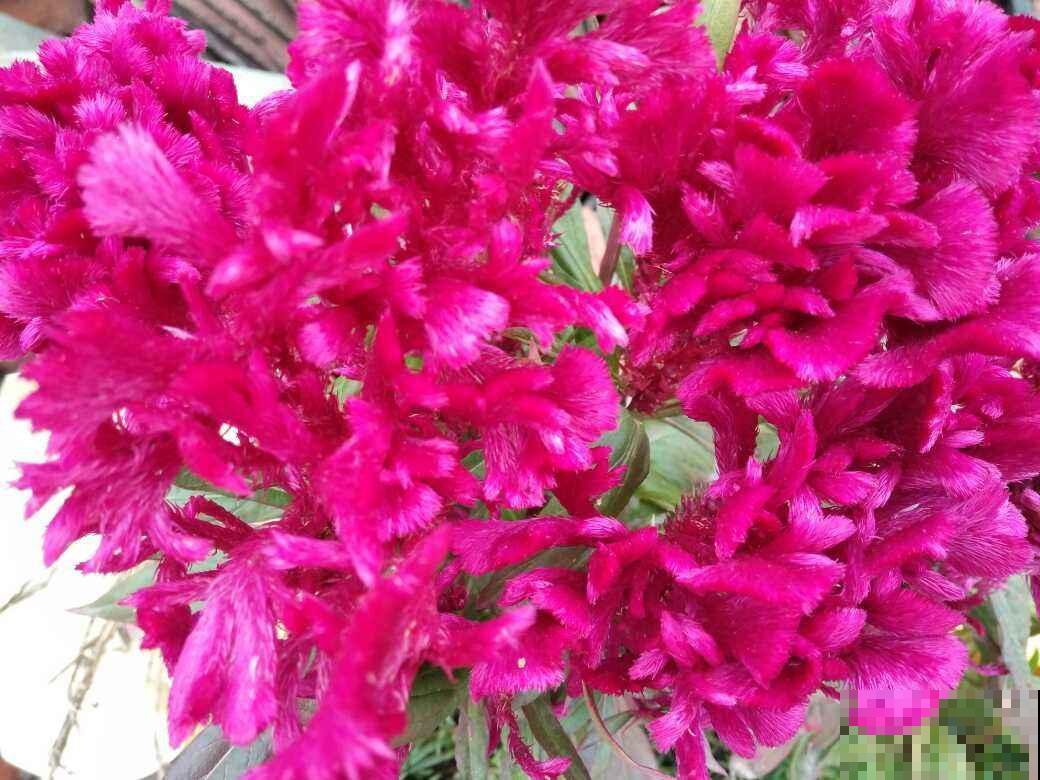 这2种花长在院子里的花，都是小时候的记忆，现在花盆里也能养